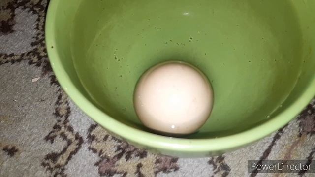 21 день инкубации/КАК ОПРЕДЕЛИТЬ ЖИВОЙ ЛИ ПТИНЕЦ В ЯЙЦЕ!!!