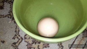 21 день инкубации/КАК ОПРЕДЕЛИТЬ ЖИВОЙ ЛИ ПТИНЕЦ В ЯЙЦЕ!!!