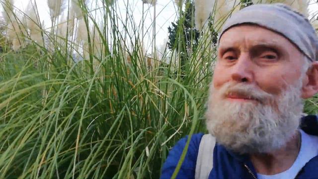 Название растения? смотреть онлайн