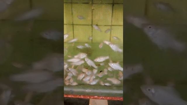 Моллинезия велифера белая - снежинка смотреть онлайн