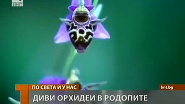 България Диви орхидеи в Родопите смотреть онлайн