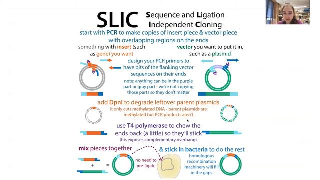 Molecular cloning overview - techniques & workflow смотреть онлайн