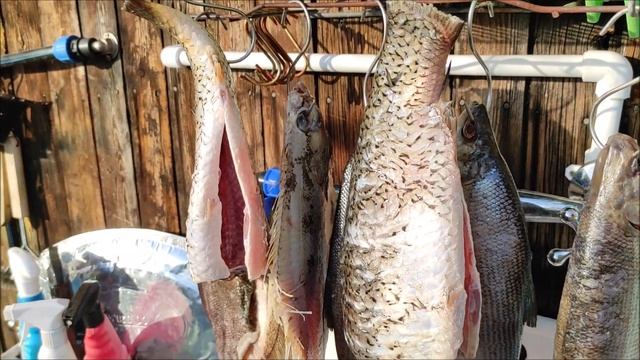 Рыба горячего копчения. Пелядь(сырок),камбала копчёная.Коптим на даче. смотреть онлайн