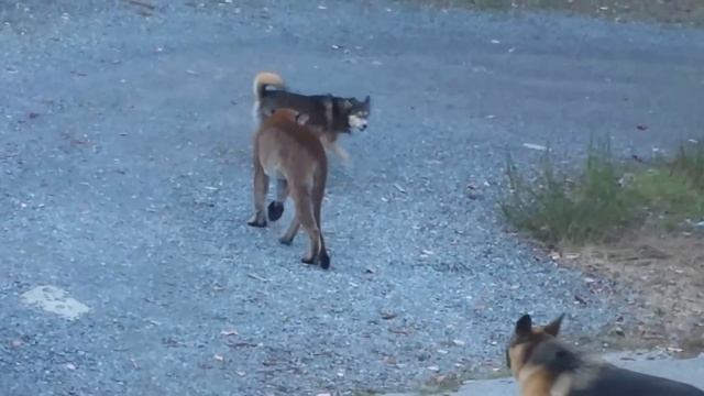 Голодная пума против храбрых собак смотреть онлайн