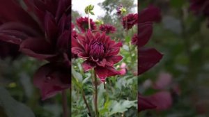 Сорта георгин- обзор ...