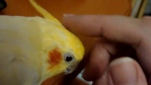 Чухаю любимую птичку ) смотреть онлайн