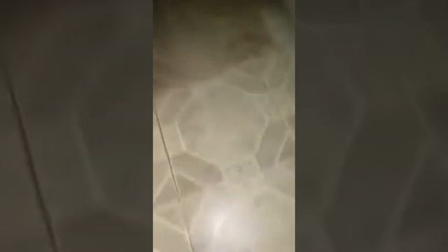 паук не боится дихлофоса и нападает. смотреть онлайн