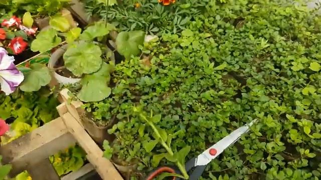 СЕКРЕТНАЯ ПРИЩИПКА ПЕТУНИИ?КАК правильно прищипывать петунию смотреть онлайн