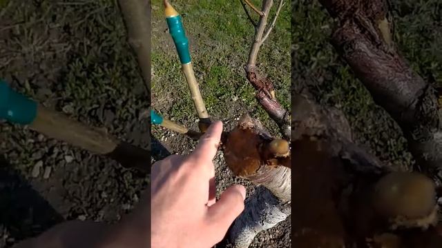 Абрикос и слива на одном дереве,эксперимент. смотреть онлайн