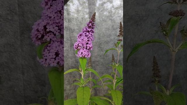 Буддлеи - лучшие декоративные кустарники для сада. #цветники смотреть онлайн