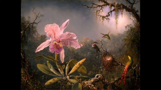 Звуки природы Волшебная Амазонка Часть 2 смотреть онлайн