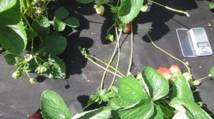 Великолепный, вкуснейший сорт земляники Генри в Омске на 30.06.2019!