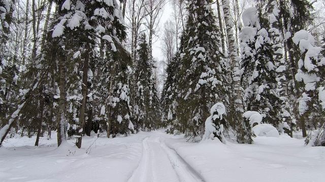 Заснеженный лес. ч.12. Февраль 2024 смотреть онлайн