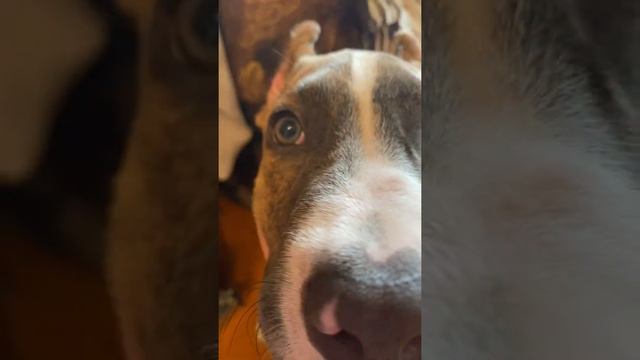 Выбор очевиден🫣 #щенок #стаффорд #стаффордширскийтерьер #амстафф #собака #амстаффджей смотреть онлайн