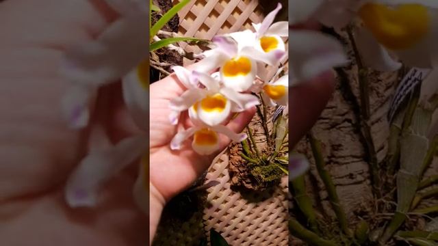 Dendrobium trantuanii роспуск 1 цветочка смотреть онлайн