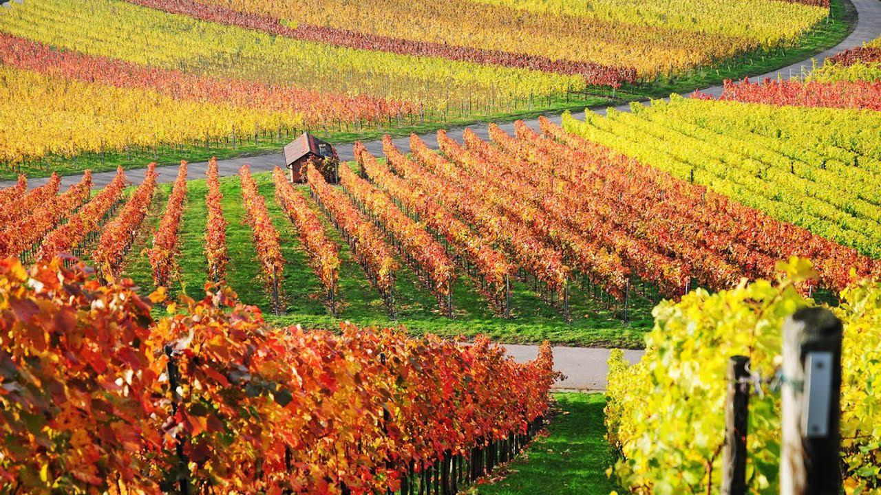 Симулятор Итальянской Деревни в Farming Simulator 22 - Виноделы 3. Тоскана смотреть онлайн