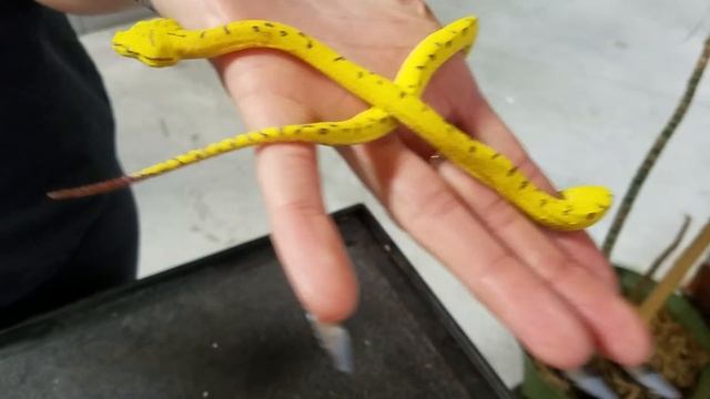 Green Tree Python Babies at LLLReptile смотреть онлайн