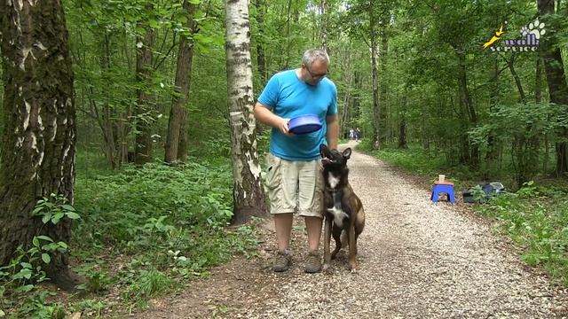 Дрессировка, как научить собаку и щенка, пищевая мотивация обучение и развитие смотреть онлайн