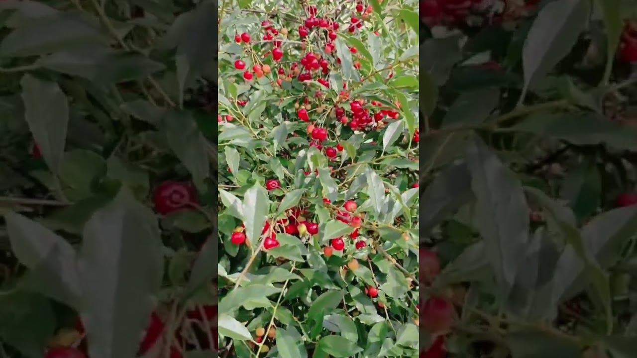 вишня смотреть онлайн