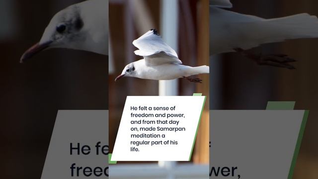 #short Breaking Free from Old Patterns: The Power of Samarpan Meditation смотреть онлайн