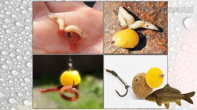 Новые секреты ловли карпа и сазана в августе! Научим ловить пресноводных свиней летом в августе! смотреть онлайн