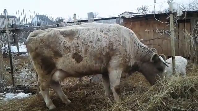 Первый день после отела🐮 смотреть онлайн