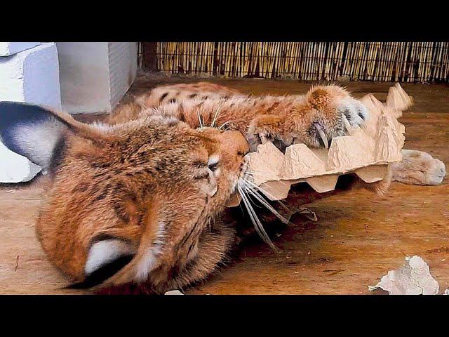 Рысь Марс уничтожает лотки для яиц и бодается! /Mars Lynx shredding a carton of eggs!