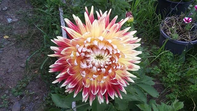 dahlia akita смотреть онлайн