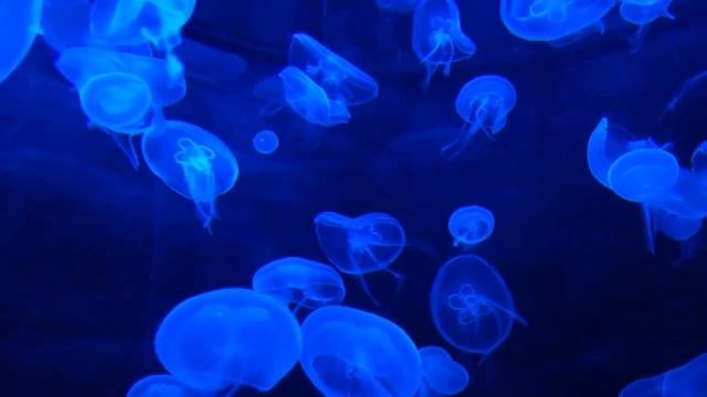 Oceanic Serenity Mysteries of the Deep Расслабляющая музыка для хорошего сна и снятия стресса смотреть онлайн