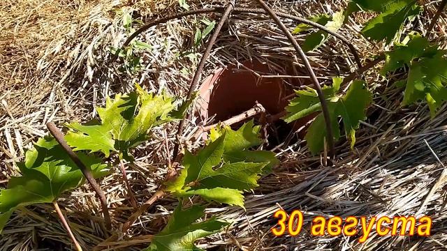 Растрескивание ягод винограда после дождя. Ландыш, Байконур, Ланселот, Лора смотреть онлайн