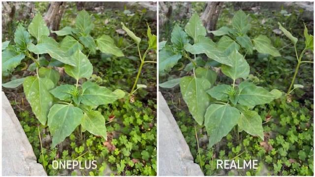 OnePlus 11R vs Realme Gt Neo 5 Camera Test смотреть онлайн