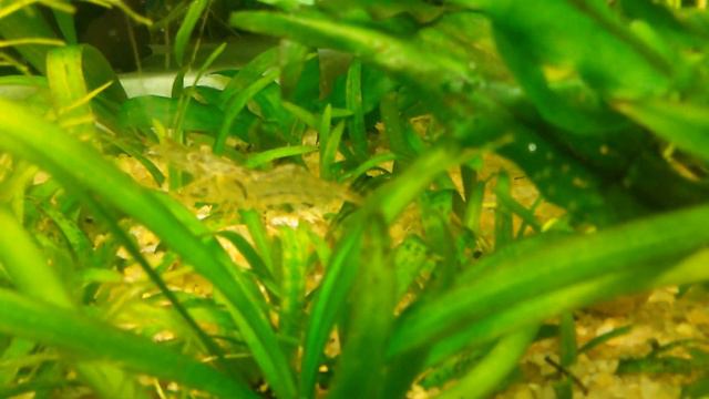 Макробрахиум в общем аквариуме