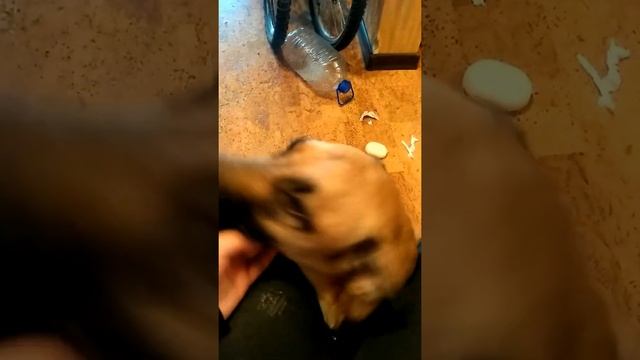 Собака Найка решила съесть мыло смотреть онлайн