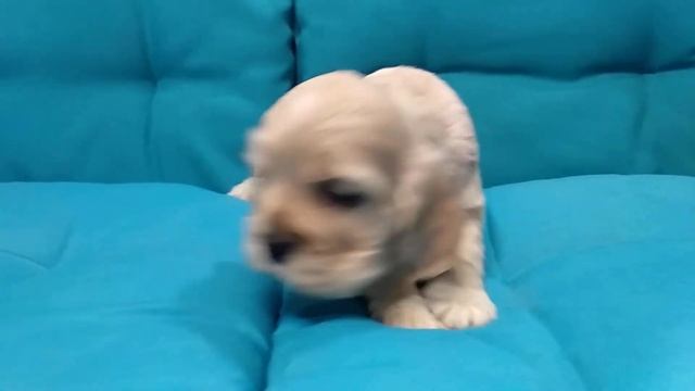 Мальчик Американский кокер спаниель 1 месяц смотреть онлайн