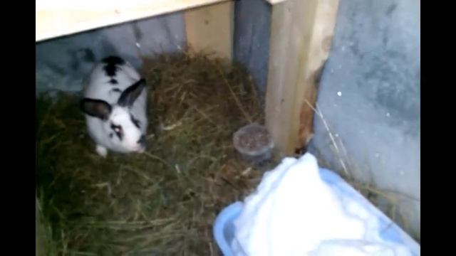 Угловая клетка с утепленным маточником для зимних окролов