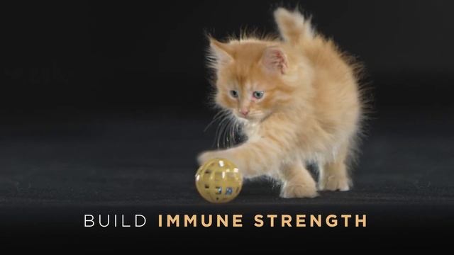 Advanced Nutrition for Kittens from Pro Plan смотреть онлайн
