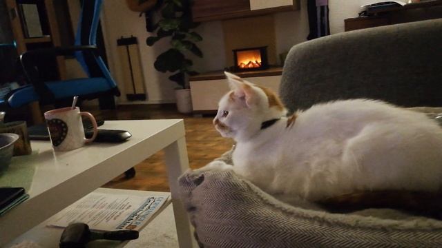 Kater schaut Garfield - Der Film / A Cat is watching Garfield - The Movie смотреть онлайн