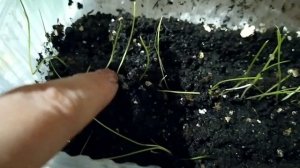 Пикируем лук порей