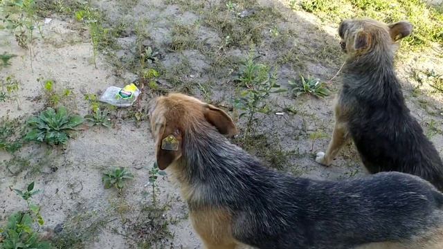 Стерилизация бездомных собак в городе, метки на ушах! смотреть онлайн