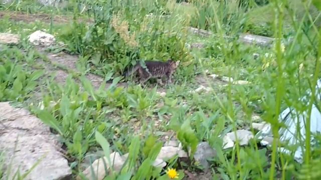 Капуста под укрывным материалом/ Капуста под спанбондом смотреть онлайн