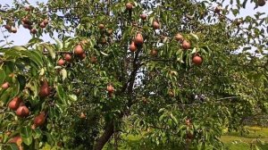 Груша Нарядная Ефимова.Старинный сорт родом из СССР.