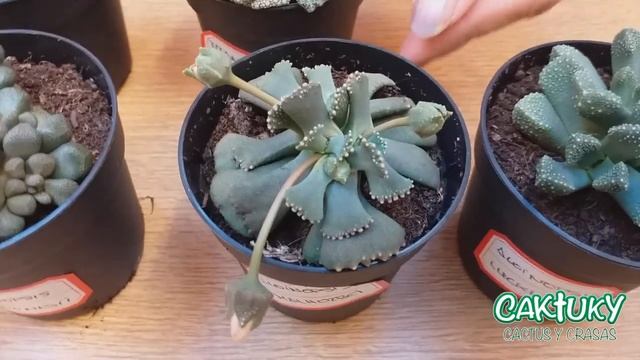 ???Presentación y Cuidados de Titanopsis y Aloinopsis. ?? ene. 20 | Caktuky смотреть онлайн