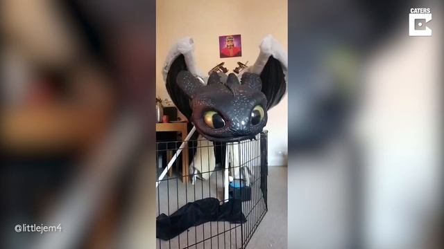 Woman Creates Amazing Toothless Dragon Cosplay Costume