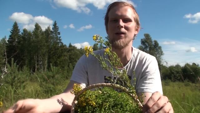 Зверобой / Tutsan