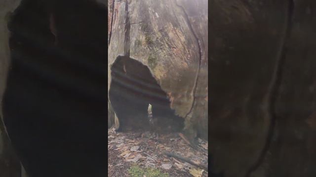 Малиновая гора. Башкирия смотреть онлайн