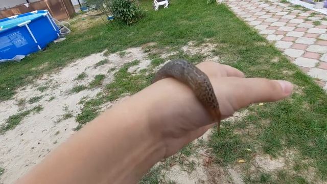 Огромные слизни( улитки). Микашевичи смотреть онлайн