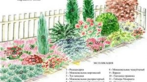 СХЕМЫ МИКСБОРДЕРОВ .САД НЕПРЕРЫВНОГО ЦВЕТЕНИЯ.