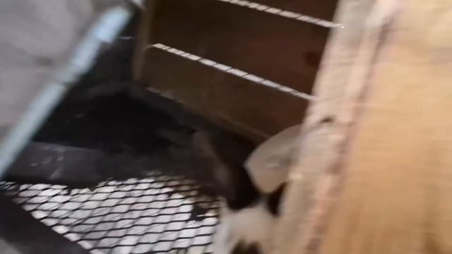 Как хорошо утром в саду. Из брудера в вольер. С утра жара. смотреть онлайн