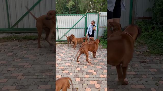 Море риджбеков 😆 родезийский риджбек, наш питомник Ridge’s Star смотреть онлайн