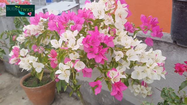 Two Popular Thimma Varieties смотреть онлайн